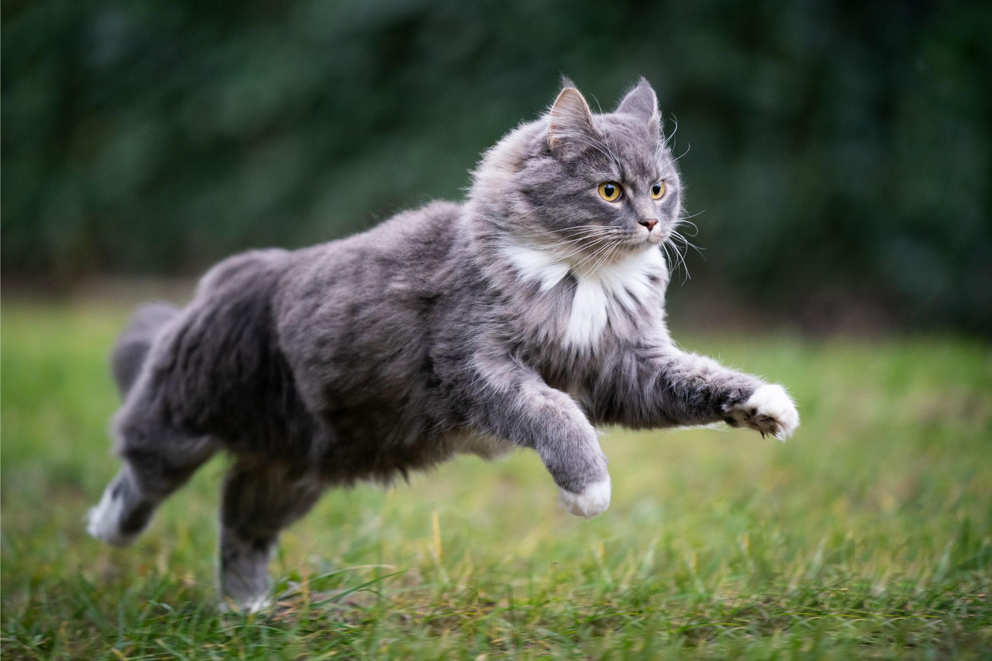Une nouvelle recherche révèle pourquoi vous ne devriez pas laisser votre chat dehors